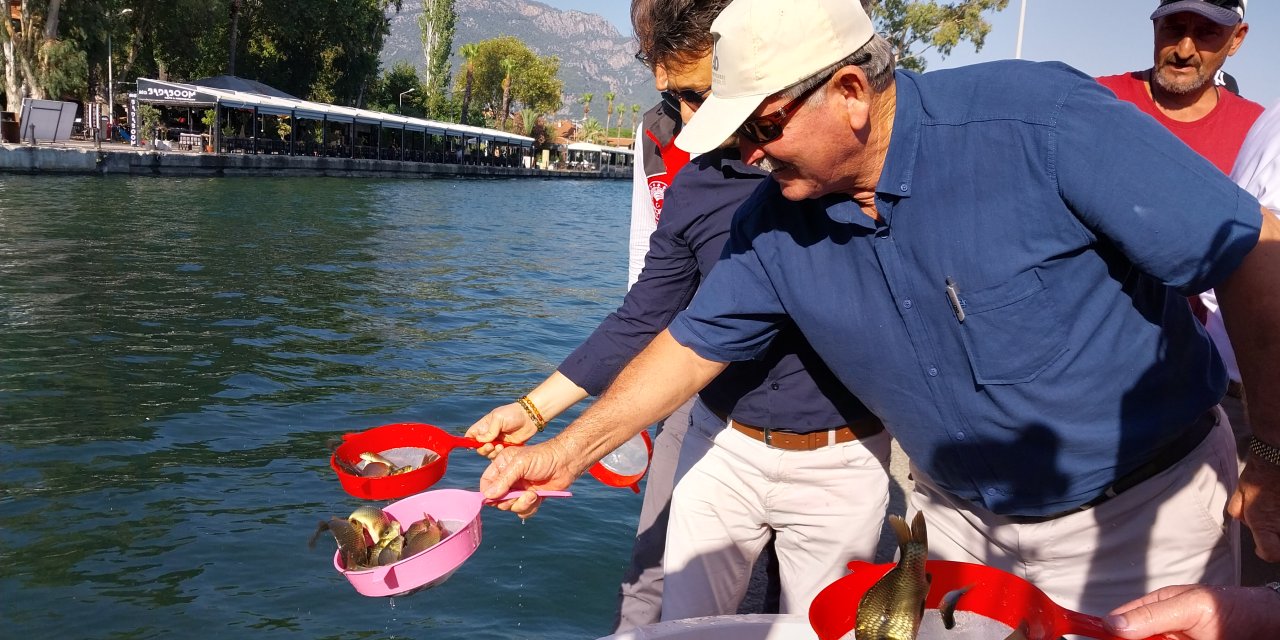 Köyceğiz'deki göl ve akarsulara 318 bin sazan bırakıldı