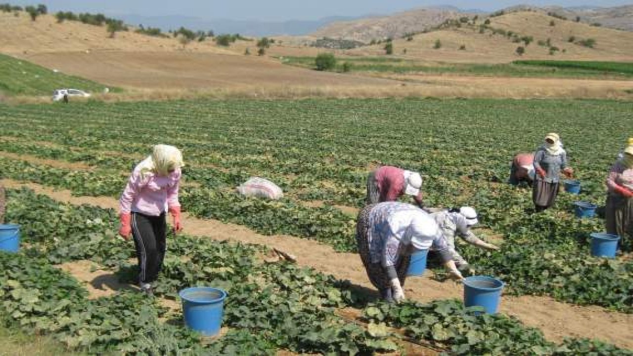Tarımda Muğla’ya hibe desteği