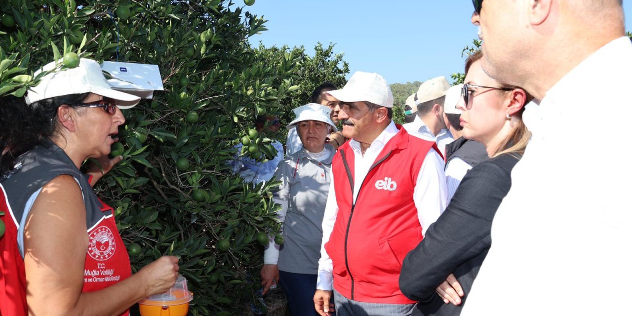 Ortaca’da narenciye üreticilerine Akdeniz meyve sineği tuzağı desteği