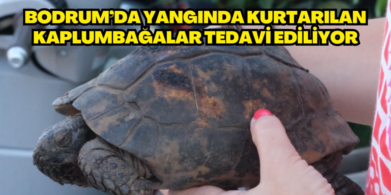 BODRUM’DA YANGINDA KURTARILAN KAPLUMBAĞALAR TEDAVİ EDİLİYOR