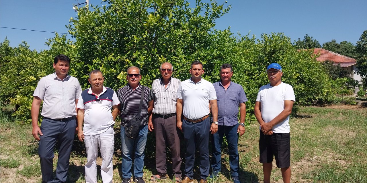 Ortaca ve Dalaman'daki limon üreticisi alıcı bekliyor