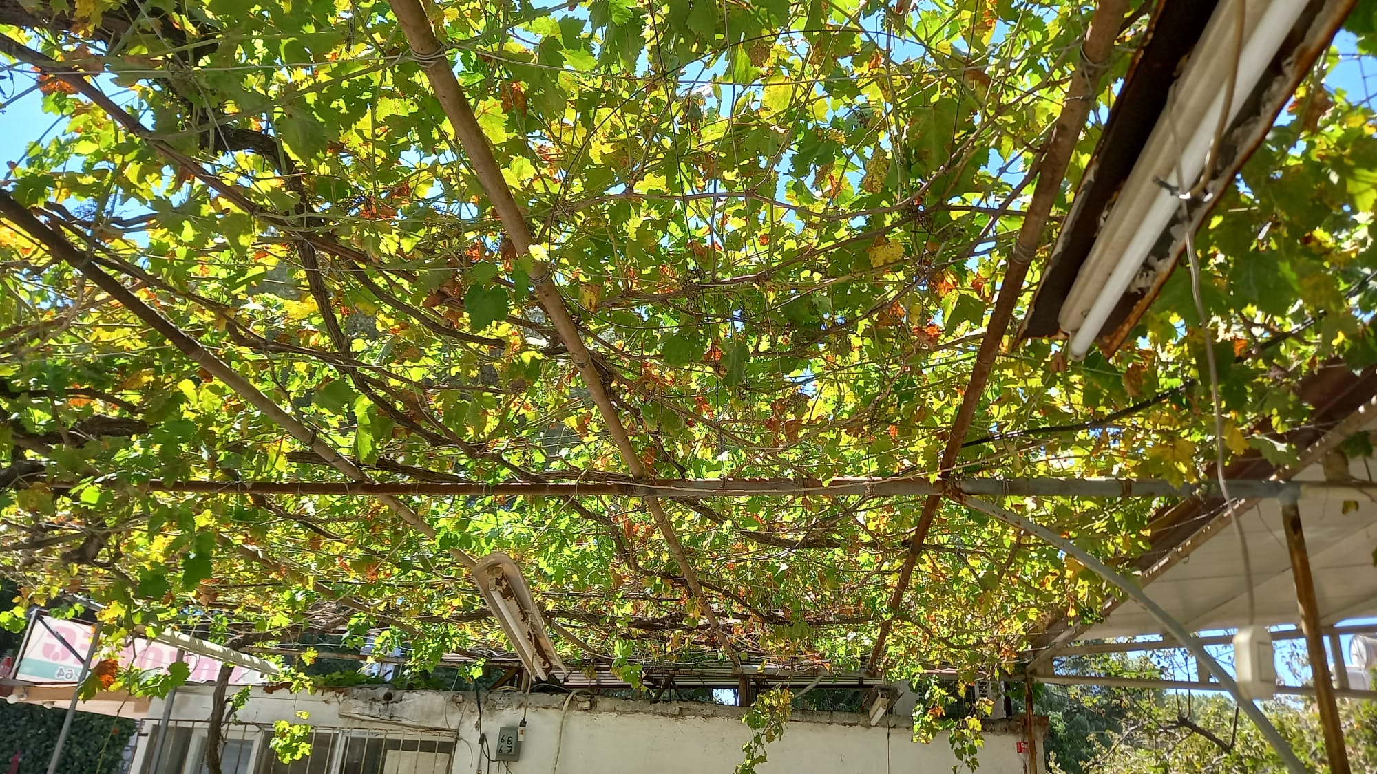 YATAĞAN VE KAVAKLIDERE’DE BU YIL ÜZÜM YOK!