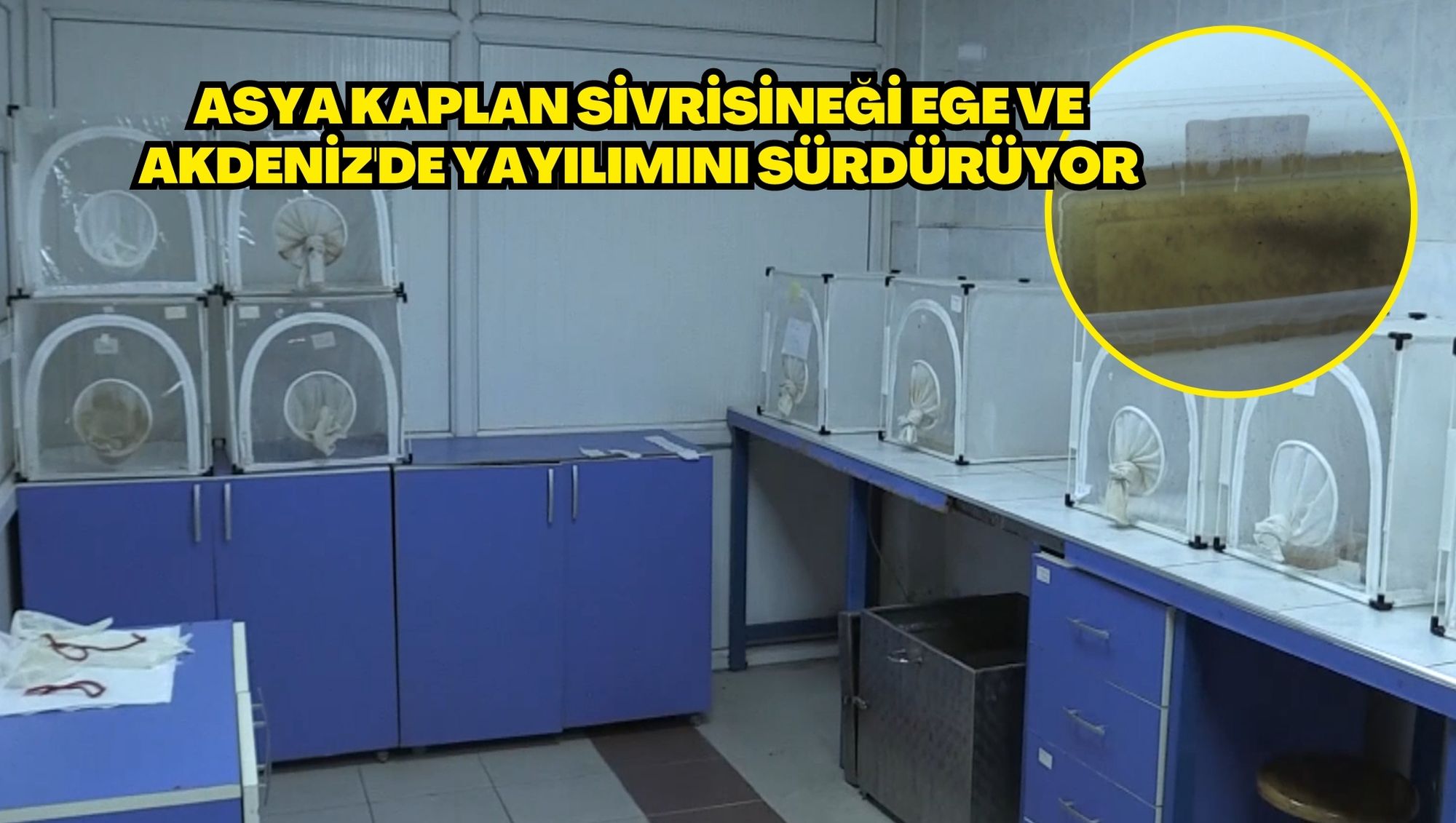 Asya kaplan sivrisineği Ege ve Akdeniz'de yayılımını sürdürüyor