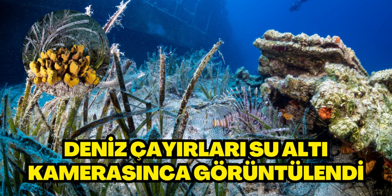 Deniz çayırları su altı kamerasınca görüntülendi