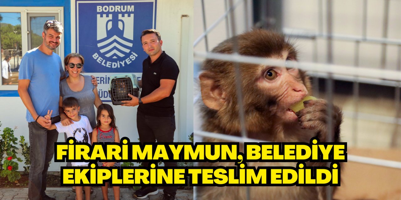 FİRARİ MAYMUN, BELEDİYE EKİPLERİNE TESLİM EDİLDİ