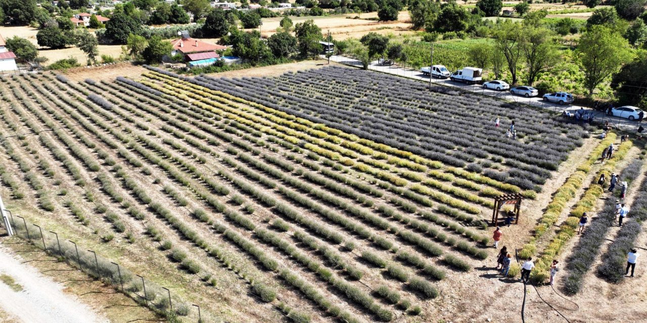 Fethiye'de lavanta bahçesinde hasat yapıldı