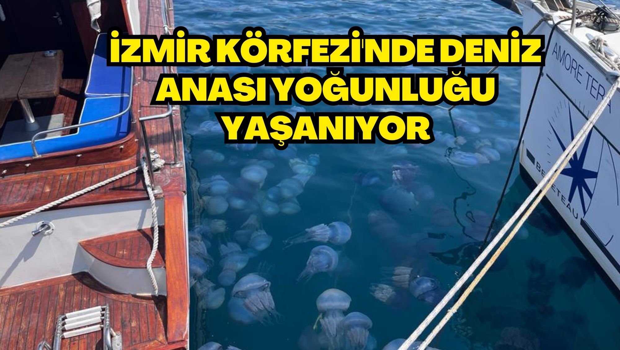 İzmir Körfezi'nde deniz anası yoğunluğu yaşanıyor
