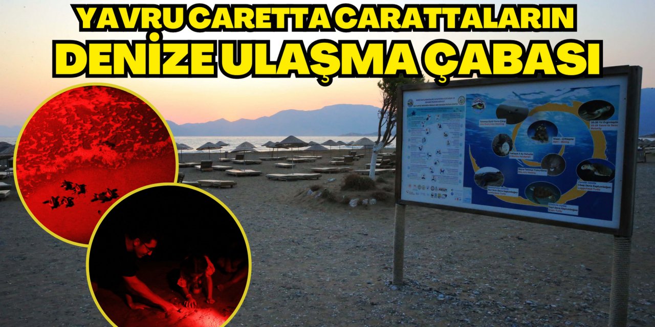 İztuzu kumsalındaki yavru caretta carattaların denize ulaşma çabası