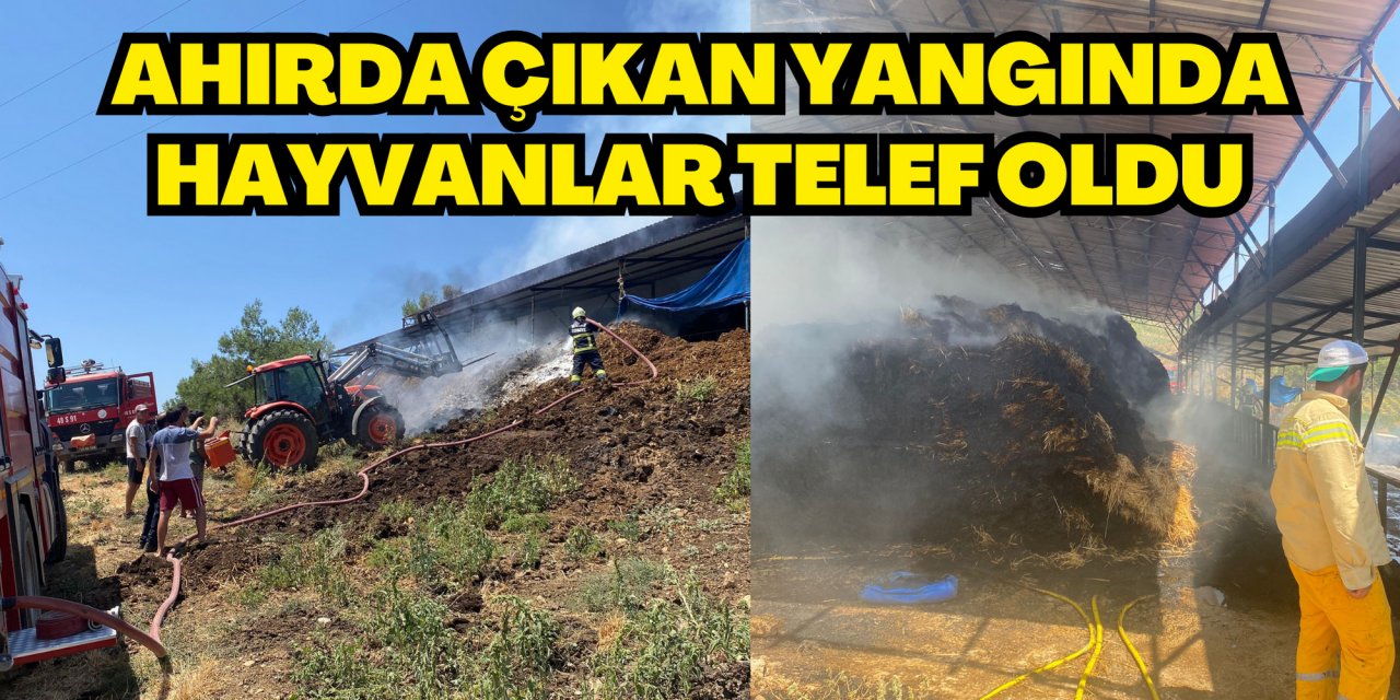 AHIRDA ÇIKAN YANGINDA HAYVANLAR TELEF OLDU