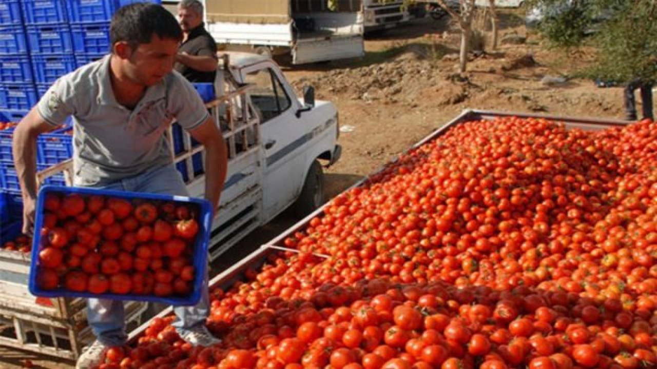 Domates Üreticisi Umutlu
