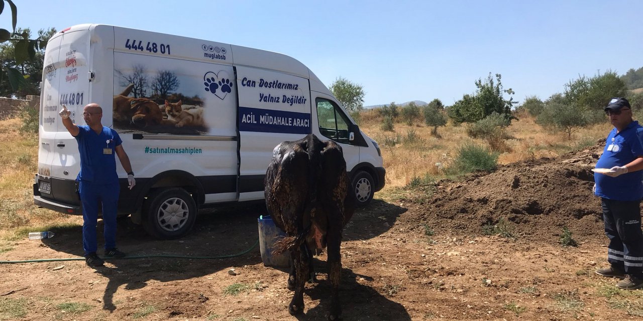 BÜYÜKŞEHİR ACİL MÜDAHALE ARACI İLE YANGINDAN ETKİLENEN HAYVANLARA MÜDAHALE