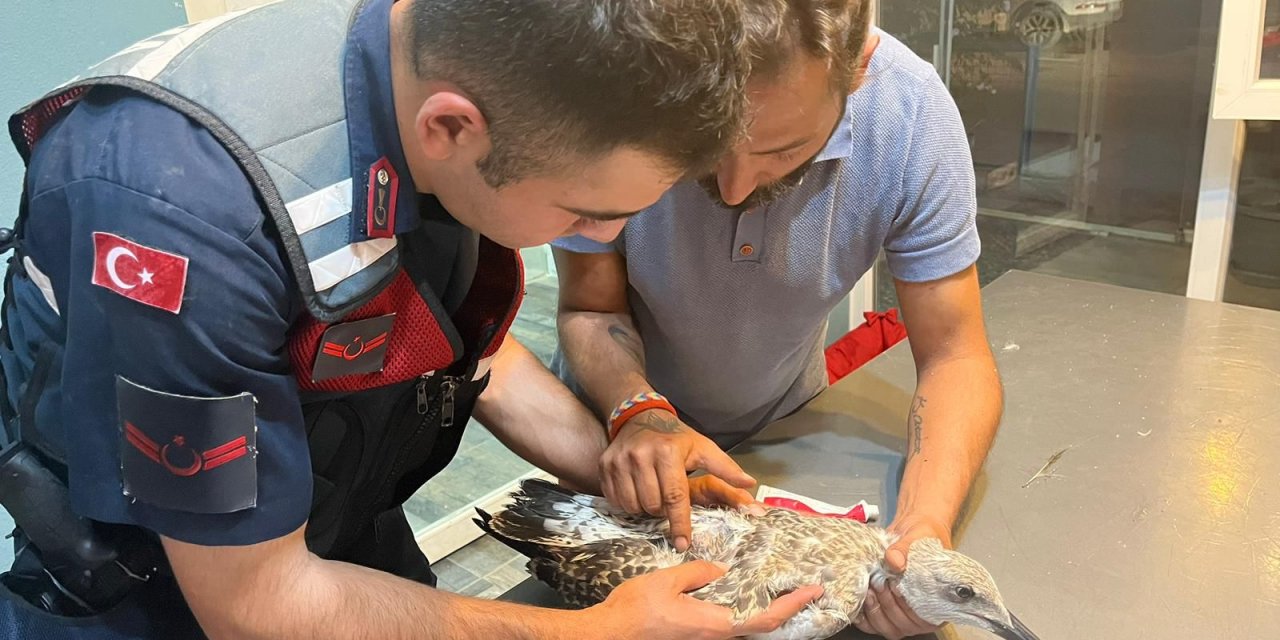 Bodrum'da yaralı bulunan gümüş martı tedavi edildi