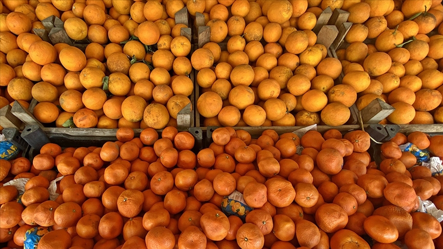 Türkiye'den yılın ilk yarısında 452,8 milyon dolarlık turunçgil ihraç edildi