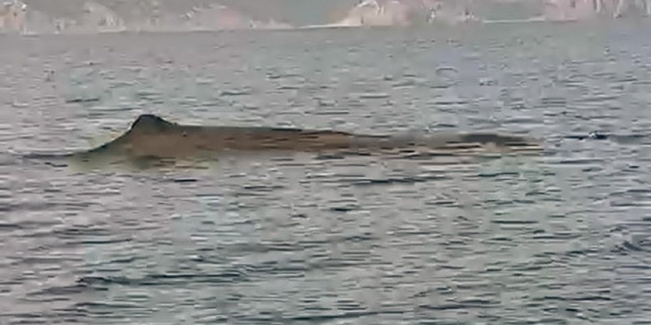 MSKÜ SU ÜRÜNLERİ FAKÜLTESİNDEN “BALİNA” AÇIKLAMASI