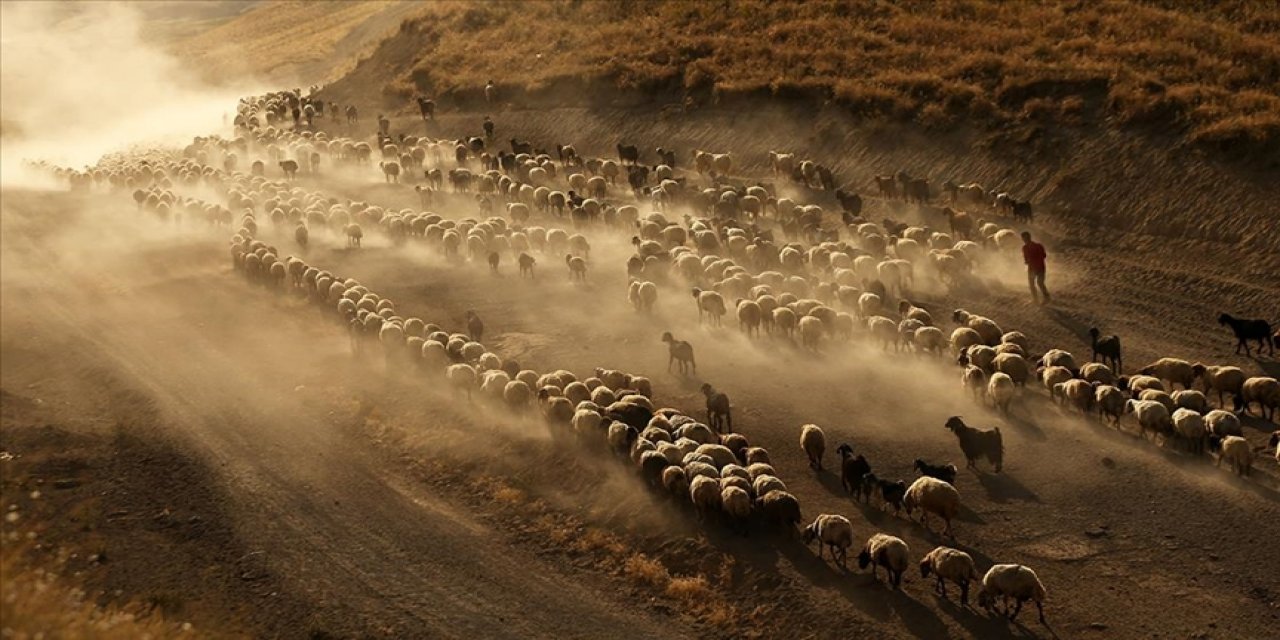 Aşırı sıcaklar küçükbaş hayvancılığı olumsuz etkiliyor