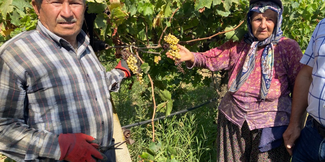 Düzensiz yağış nedeniyle Alaşehir'de üzüm bağlarını 