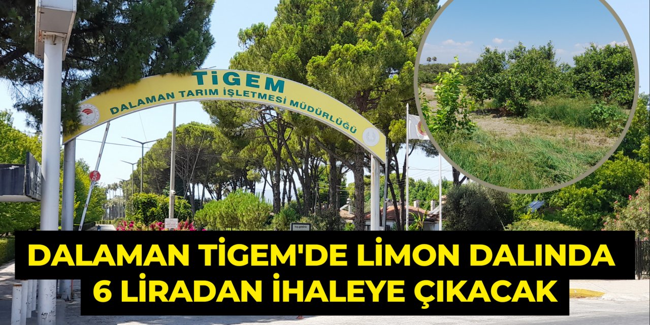Dalaman TİGEM'de limon dalında 6 liradan ihaleye çıkacak