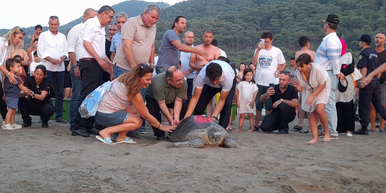 Tedavileri tamamlanan caretta carettalar denize bırakıldı
