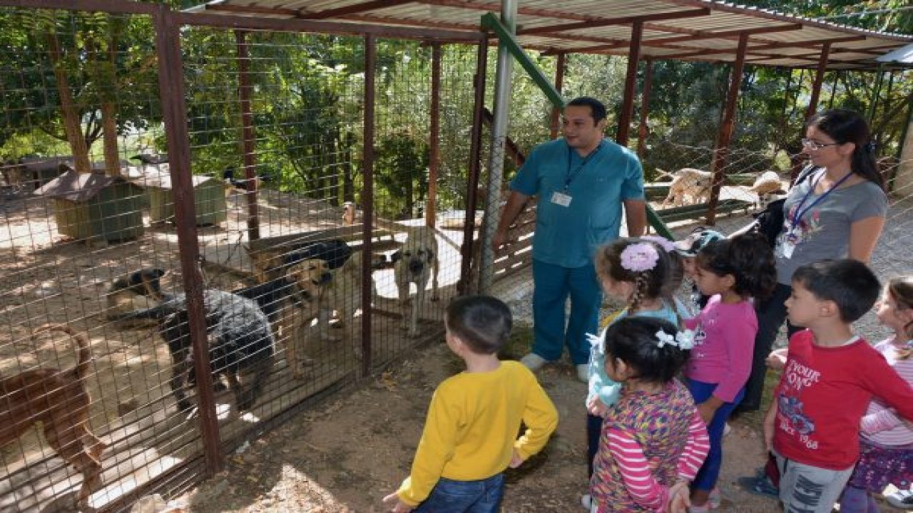 Sahipsiz Dostlar Büyükşehir Güvencesinde