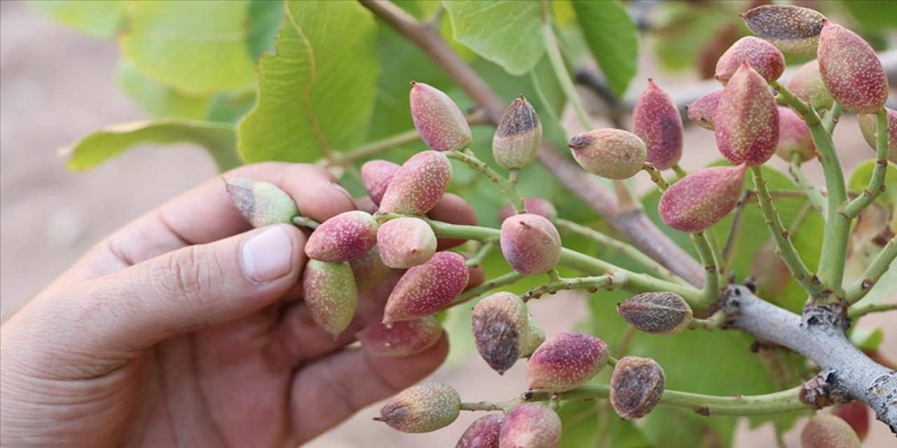 Siirt fıstığında 
