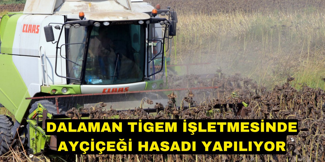 Dalaman TİGEM işletmesinde ayçiçeği hasadı yapılıyor