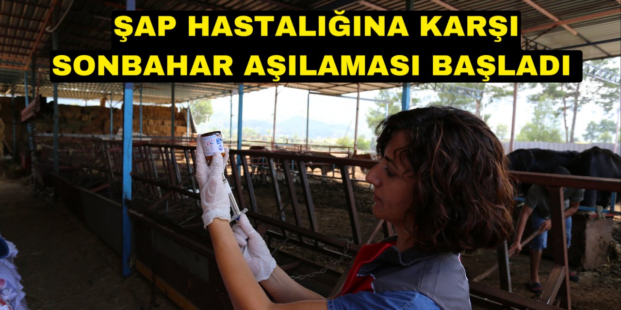 ŞAP HASTALIĞINA KARŞI SONBAHAR AŞILAMASI BAŞLADI