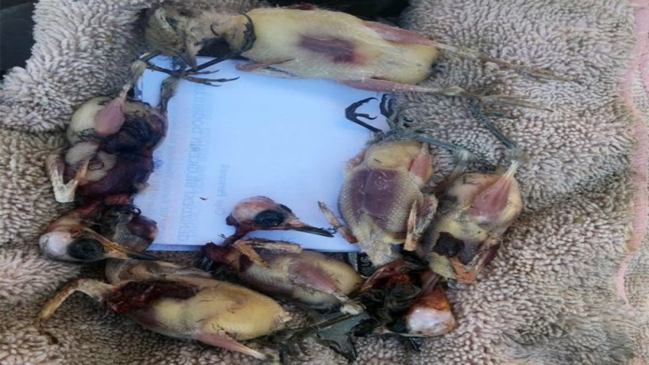 Kaçak avlanmaya ceza yağdı