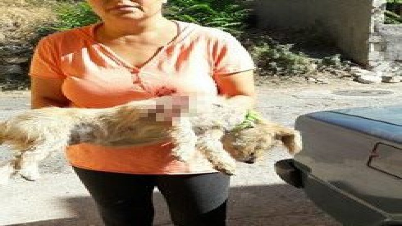 Minik Ballı katledildi