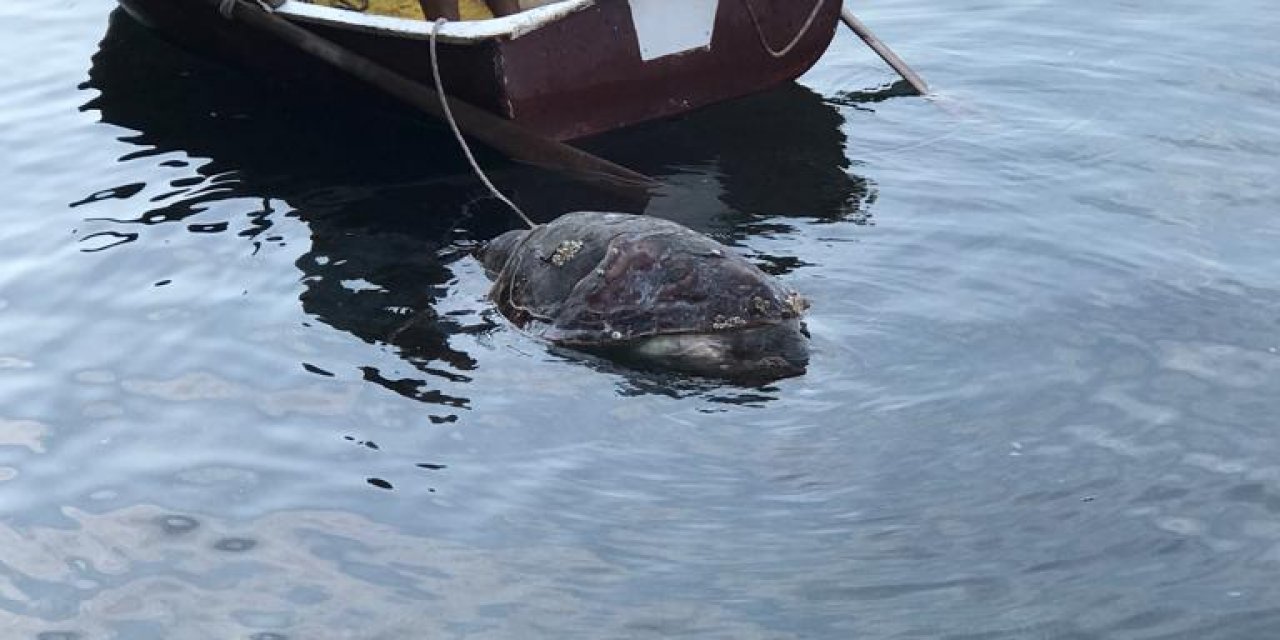 BODRUM'DA ÖLÜ CARETTA CARETTA SAHİLE VURDU