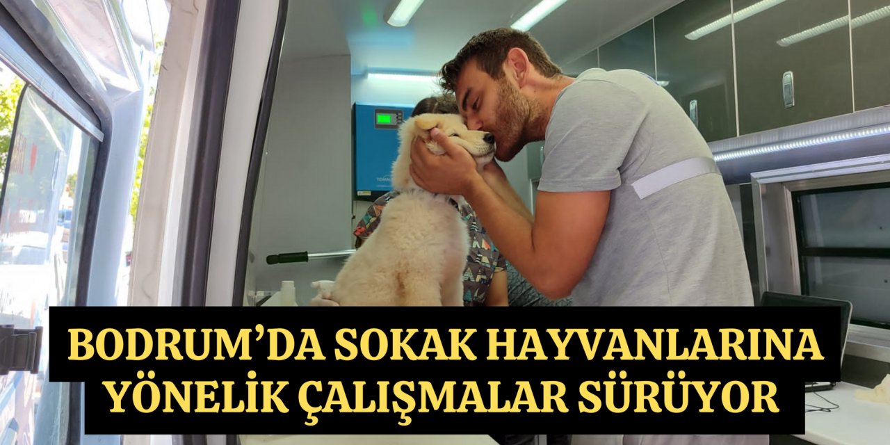 Bodrum’da sokak hayvanlarına yönelik çalışmalar sürüyor