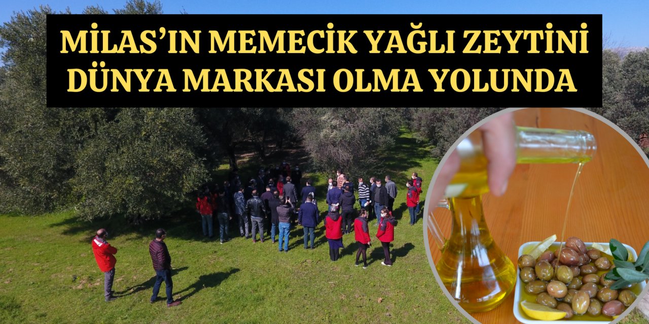 MİLAS’IN MEMECİK YAĞLI ZEYTİNİ DÜNYA MARKASI OLMA YOLUNDA