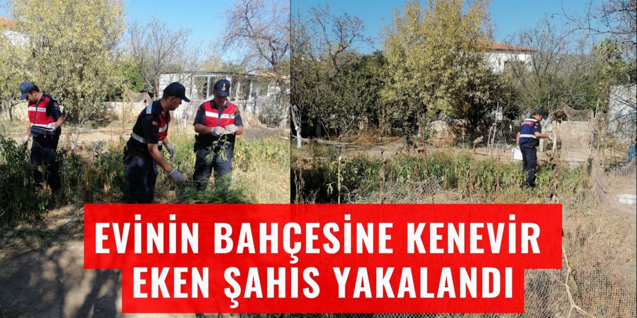 Evinin bahçesine kenevir eken şahıs yakalandı