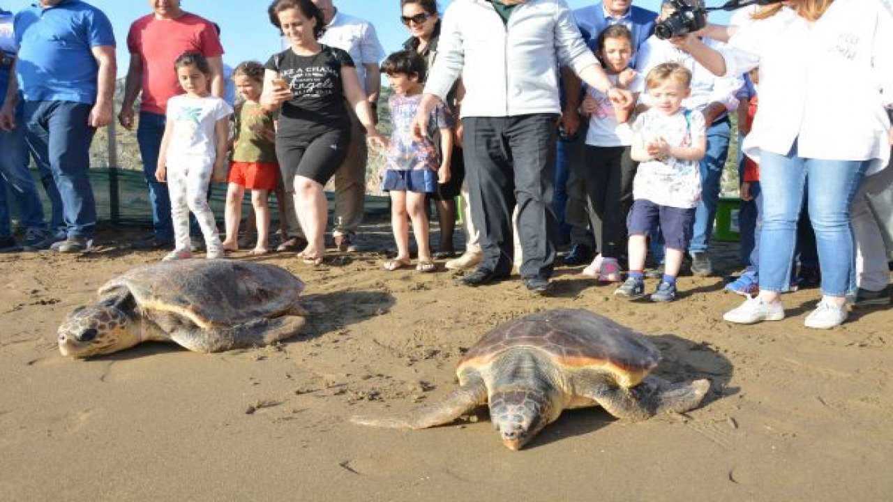 Caretta Caretta yavruları denizle buluştu