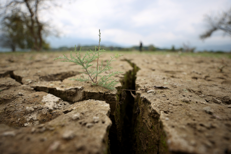 Düzce'de 'mil kuraklığı' tarım alanı ve meraları etkiledi