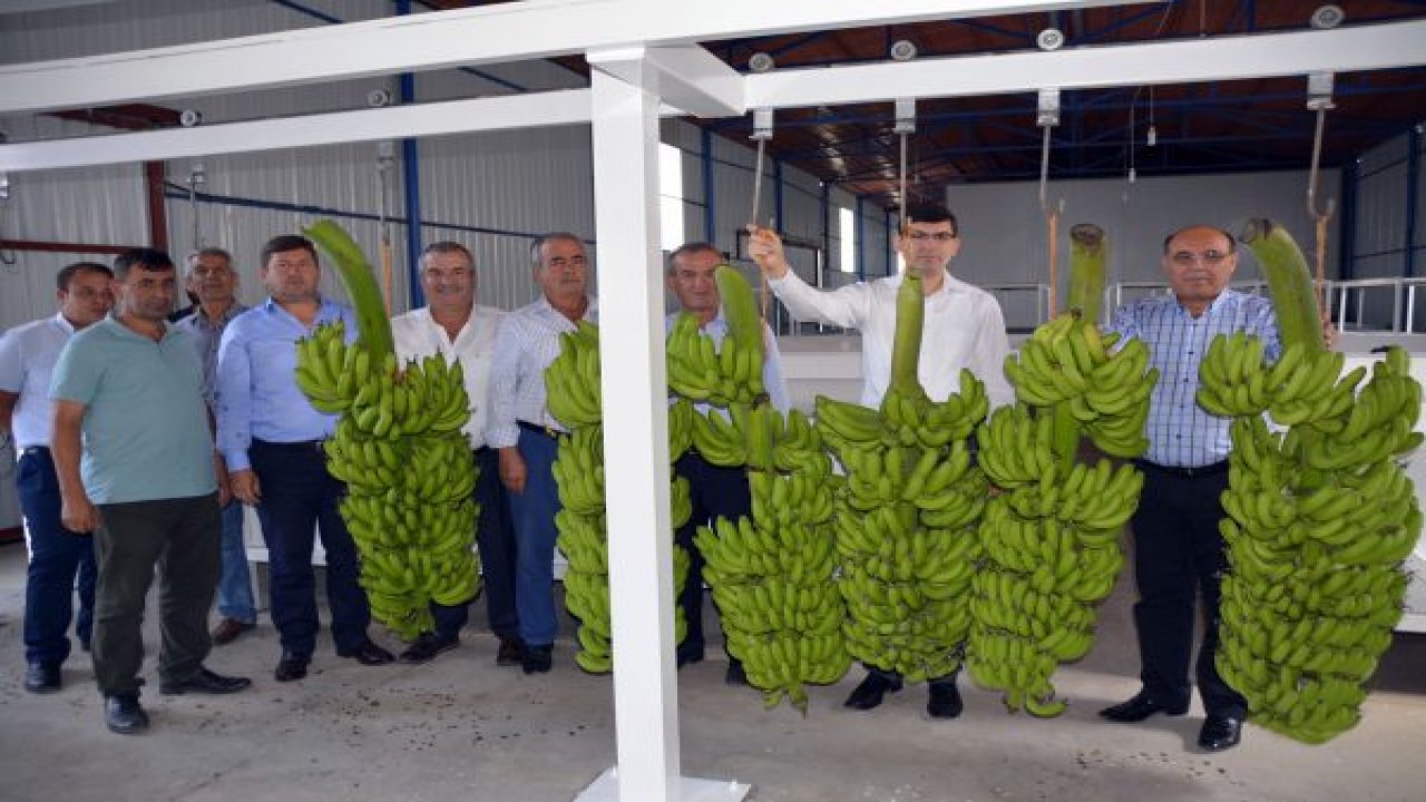 Yılın ilk muz hasadı yapıldı