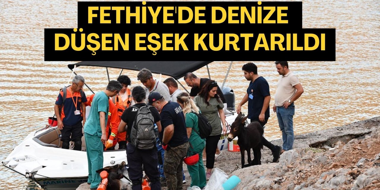 Fethiye'de denize düşen eşek kurtarıldı