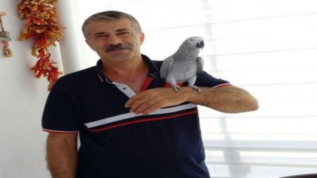 Papağanı bulana ödül