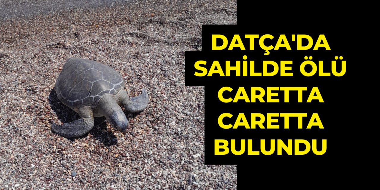 Datça'da sahilde ölü Caretta caretta bulundu