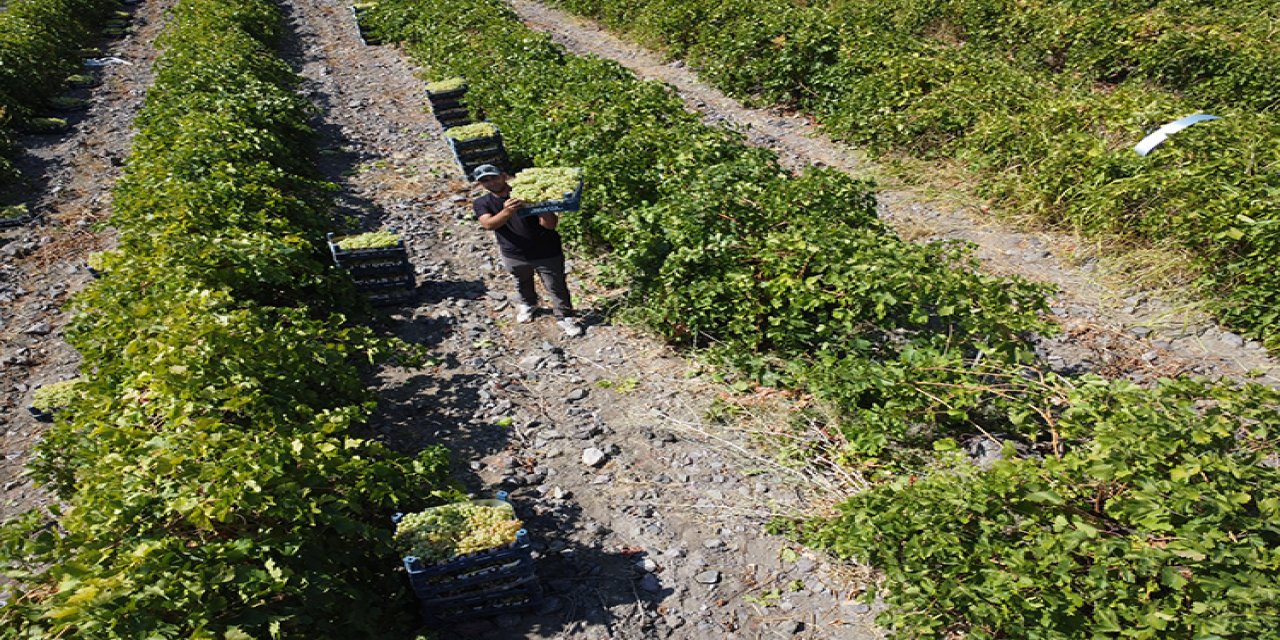 ELAZIĞ'DA 110 BİN DEKAR ALANDA YETİŞTİRİLEN ÜZÜM BİRÇOK ŞEHRE GÖNDERİLİYOR