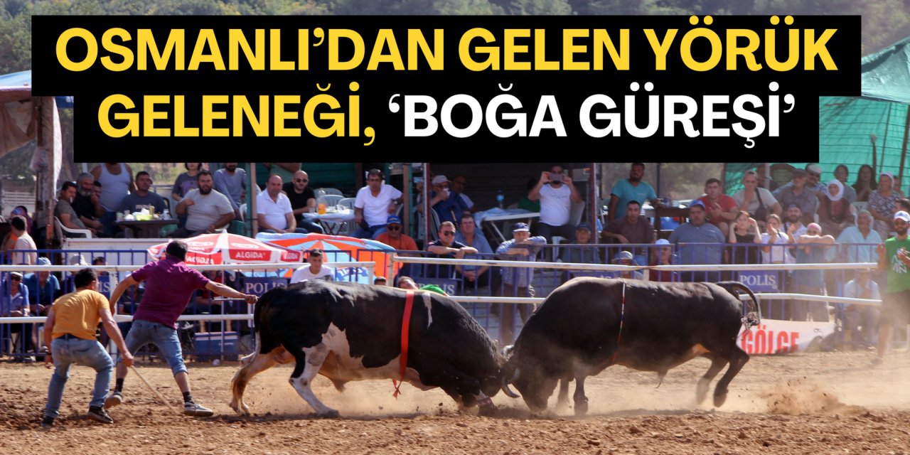 Osmanlı’dan gelen Yörük geleneği: ‘Boğa güreşi’