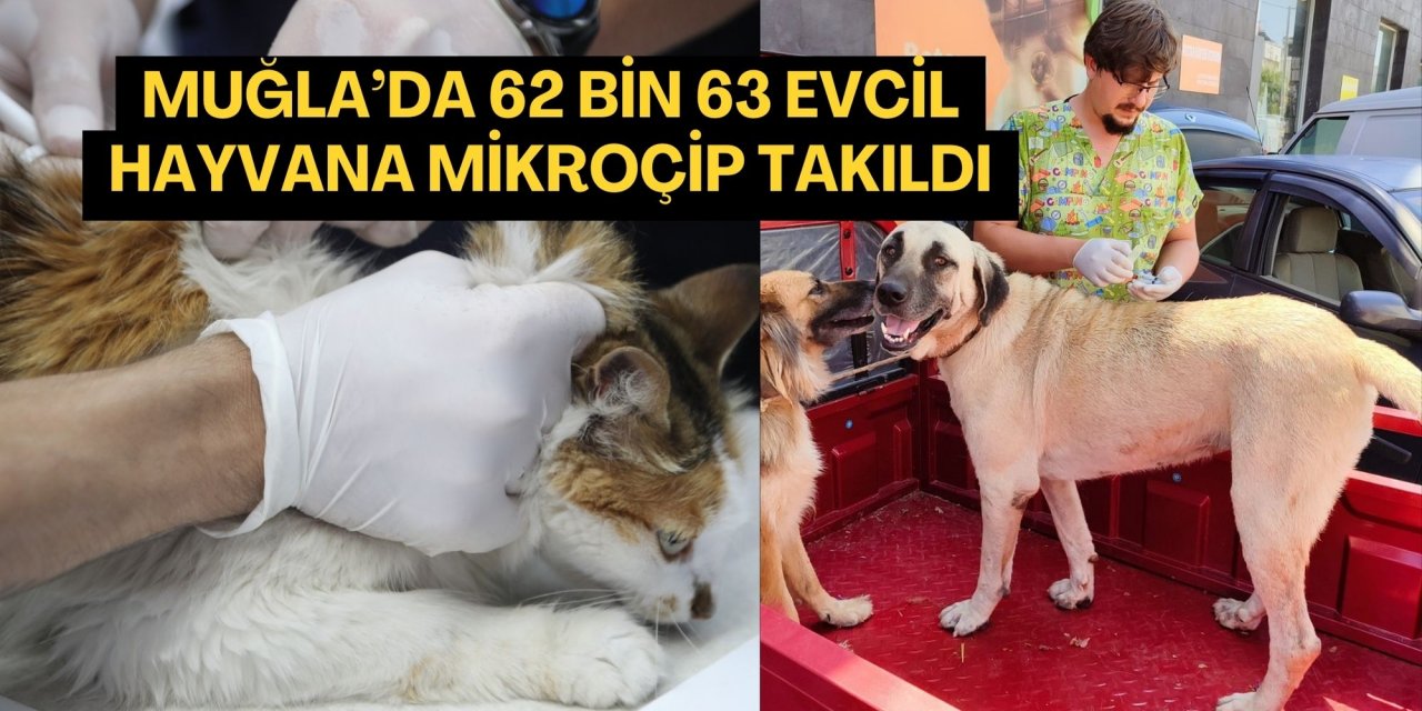 Muğla’da 62 bin 63 evcil hayvana mikroçip takıldı
