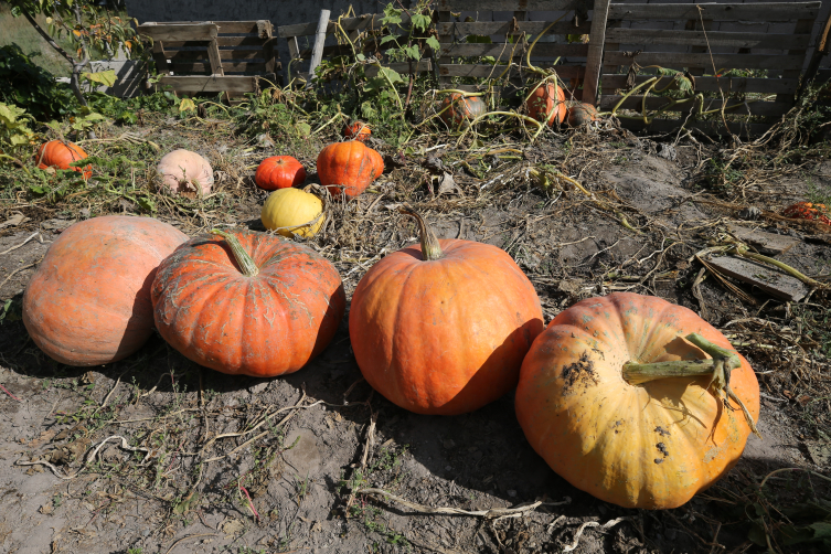 40 kilogramlık bal kabakları yetişiyor
