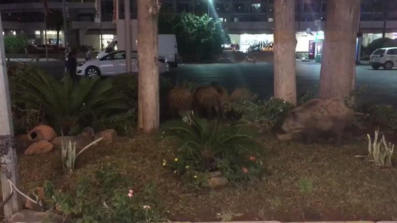 Yaban domuzlarının yerleşim yerlerine inmesi