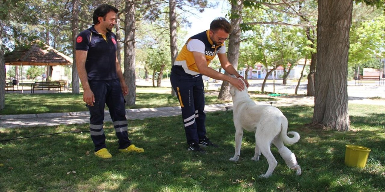 Ayağı yaralı köpek "Mahoni"ye 112 istasyonu çalışanları sahip çıktı