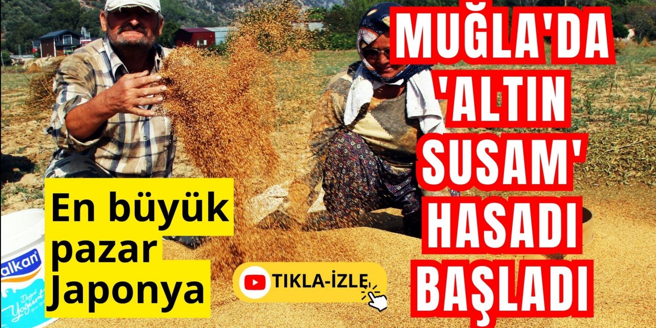 Muğla'da 'Altın susam' hasadı başladı