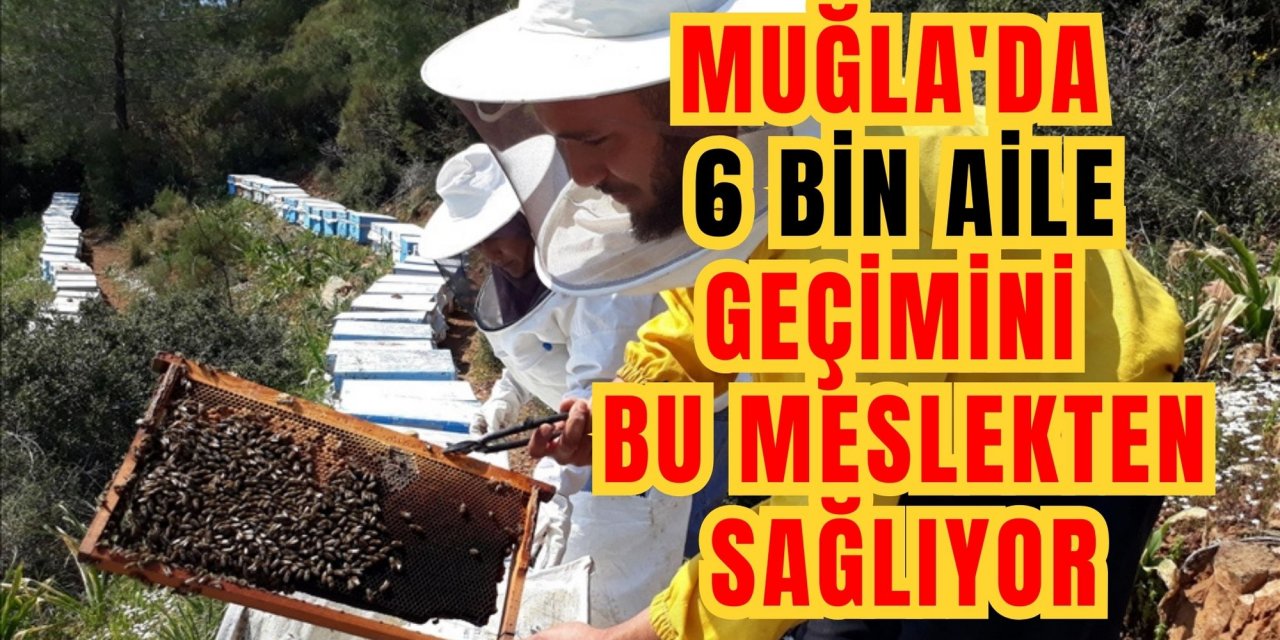 Muğla'da 6 bin aile geçimini bu meslekten sağlıyor