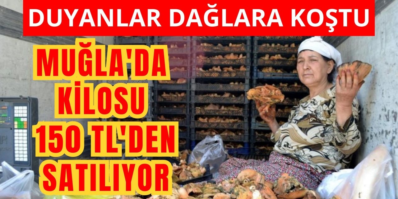 Muğla'da kilosu 150 TL'den satılıyor, duyanlar dağlara koştu