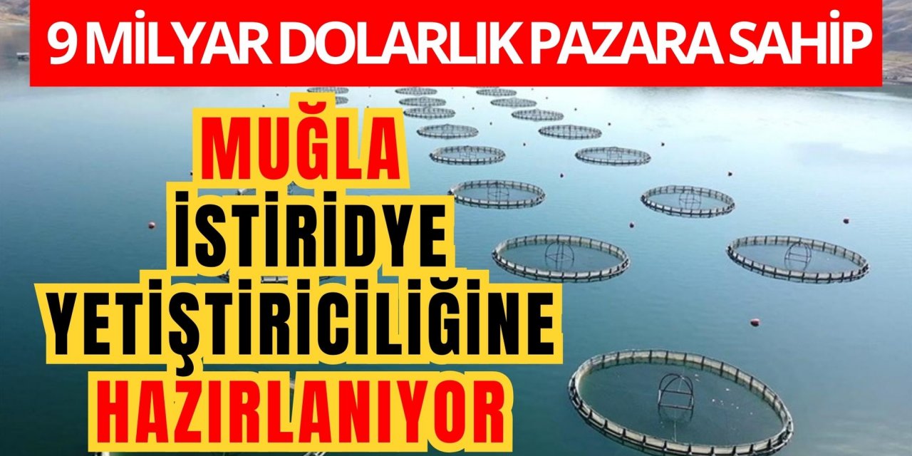 Muğla istiridye yetiştiriciliğine hazırlanıyor, 9 milyar dolarlık pazara sahip