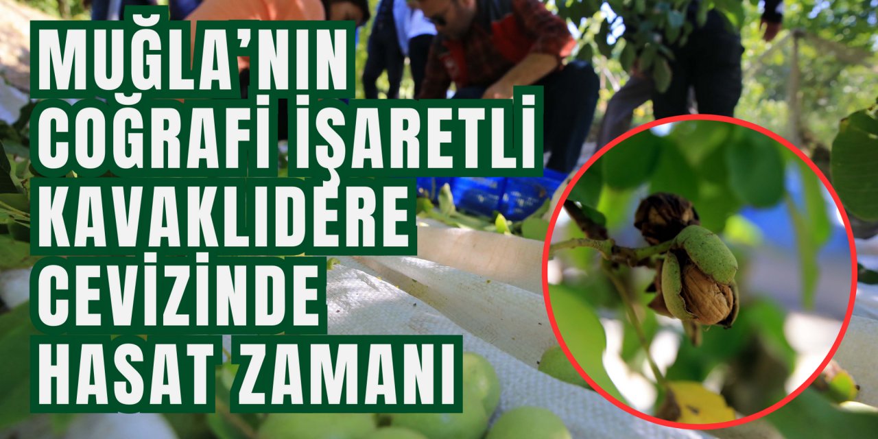 Muğla’nın coğrafi işaretli Kavaklıdere cevizinde hasat zamanı