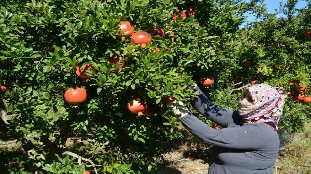 Nar hasadı başladı